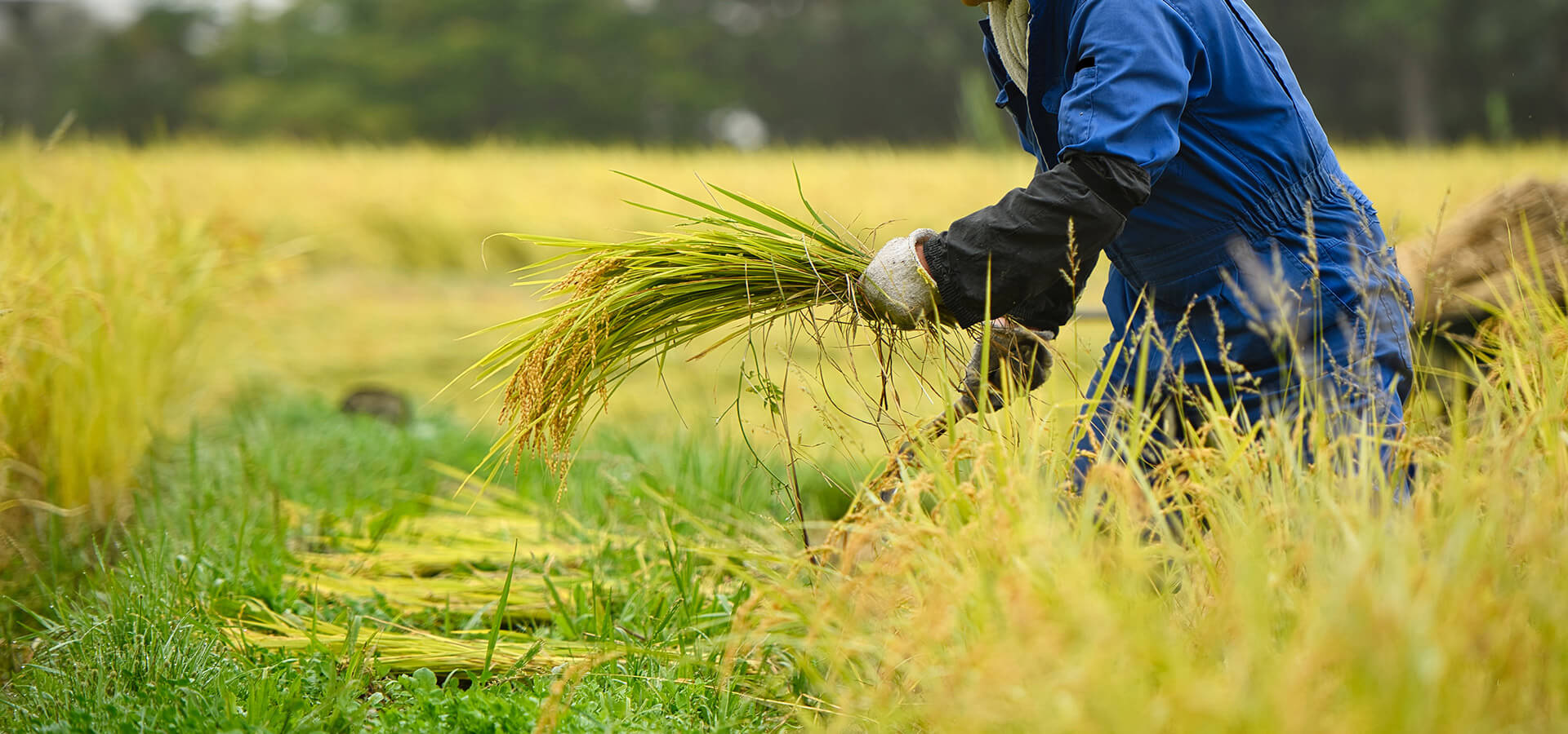 特別栽培米・農薬節減米